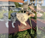 Small Photo #4 Collie Puppy For Sale in WATERVILLE, IA, USA