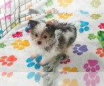 Duke - Male Papitese Puppy for Sale - Photo #3