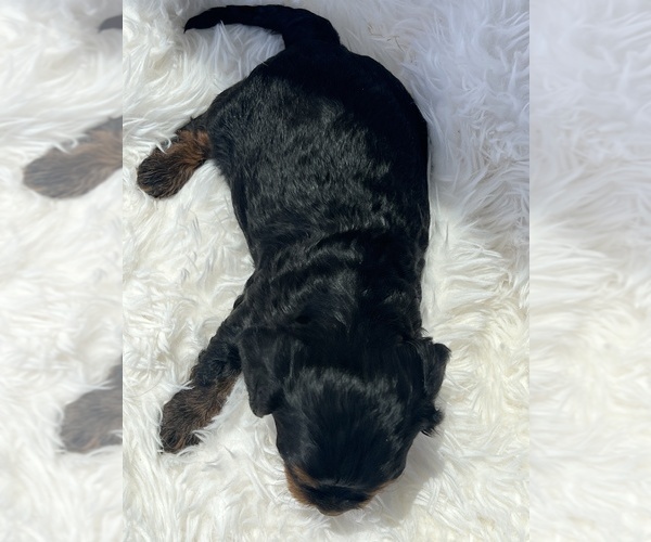 Medium Photo #3 Cavapoo (Toy) Puppy For Sale in NILES, MI, USA