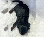 Small #2 Cavapoo (Toy)