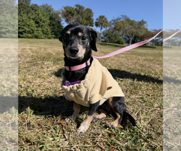Medium Photo #2 Chiweenie Puppy For Sale in Weston, FL, USA