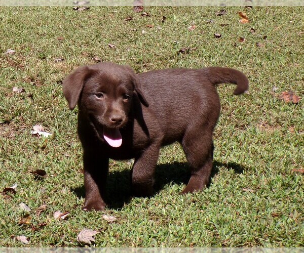 Medium Photo #1 Labrador Retriever Puppy For Sale in WILSONS, VA, USA