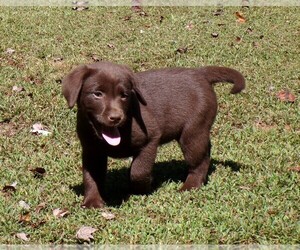 Labrador Retriever Puppy for sale in WILSONS, VA, USA