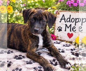 Betsy - Female Mutt Dog for Adoption - Photo #2