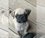 Puppy Fiona Pug