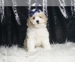 Puppy Simon F1B Maltipoo