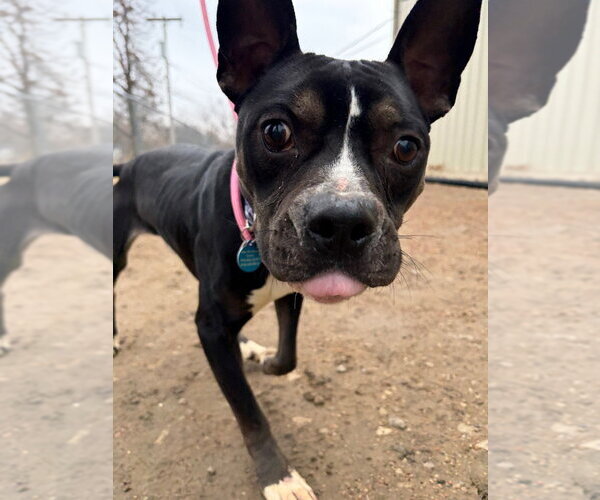 Medium Photo #7 Boxer-Unknown Mix Puppy For Sale in Claremore, OK, USA