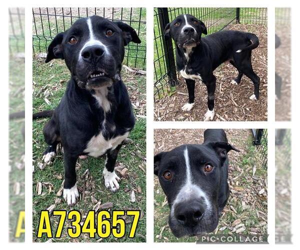 Medium Photo #1 American Staffordshire Terrier-Unknown Mix Puppy For Sale in San Antonio, TX, USA