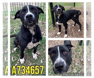 American Staffordshire Terrier-Unknown Mix Dogs for adoption in San Antonio, TX, USA