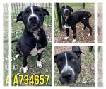 Small American Staffordshire Terrier Mix