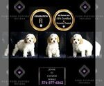 Small #1 Cavapoo
