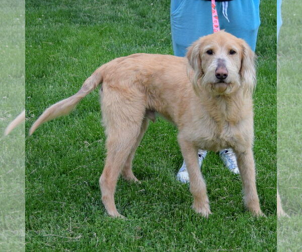 Medium Photo #2 Golden Retriever-Unknown Mix Puppy For Sale in Huntley, IL, USA