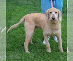 Small #1 Golden Retriever Mix