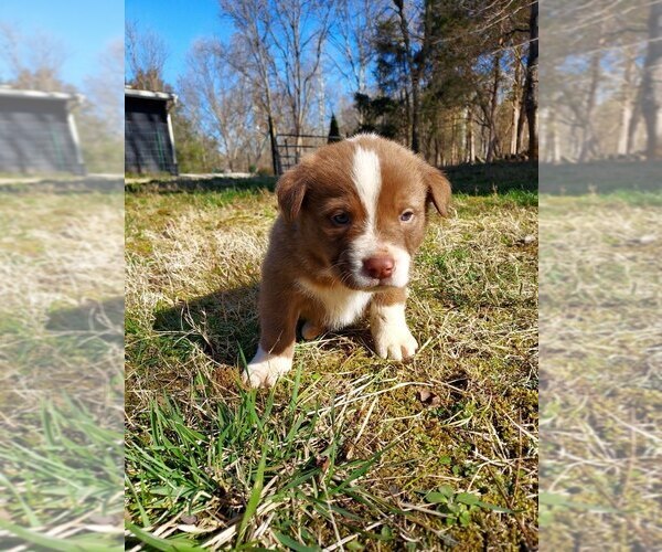 Medium Photo #4 American Pit Bull Terrier-Border Collie Mix Puppy For Sale in SHEPHERDSTOWN, WV, USA
