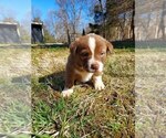 Small Photo #4 American Pit Bull Terrier-Border Collie Mix Puppy For Sale in SHEPHERDSTOWN, WV, USA