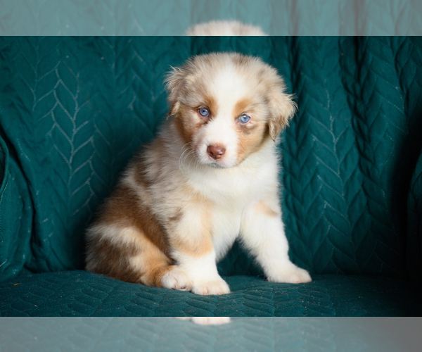 Medium Photo #1 Australian Shepherd Puppy For Sale in ROCKY MOUNT, VA, USA