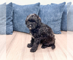 Small #1 Poodle (Miniature)