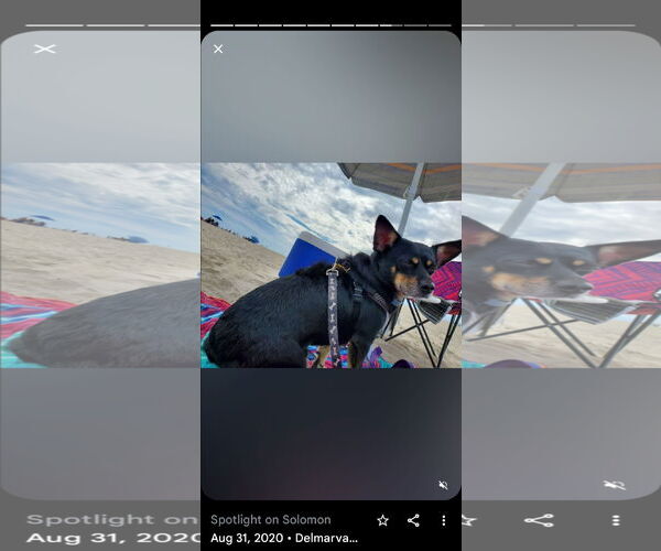 Medium Photo #3 Chipin Puppy For Sale in Westminster, MD, USA