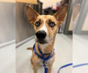 Black Mouth Cur-Siberian Husky Mix Dogs for adoption in Boston, MA, USA