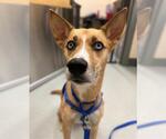 Small Black Mouth Cur-Siberian Husky Mix
