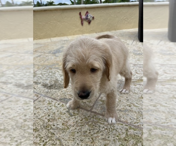 Medium Photo #5 Labradoodle Puppy For Sale in FORT LAUDERDALE, FL, USA