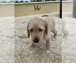 Small #4 Labradoodle