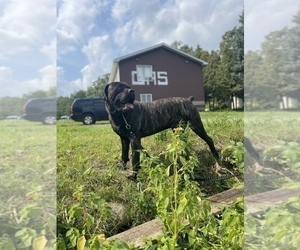 Father of the Cane Corso puppies born on 07/17/2022