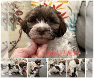 Havanese Puppy for sale in MANTECA, CA, USA