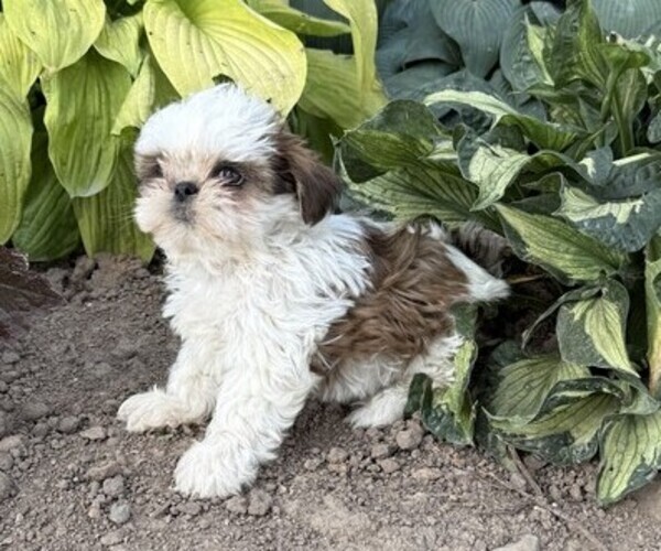 Medium Photo #3 Shih Tzu Puppy For Sale in THORP, WI, USA
