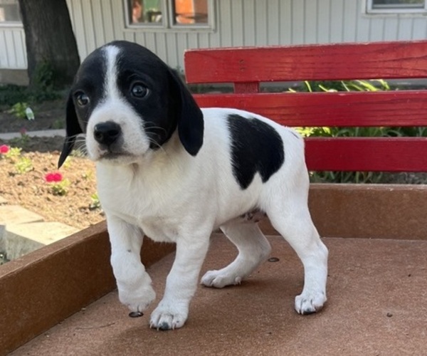 Medium Photo #5 Mutt-Unknown Mix Puppy For Sale in KALONA, IA, USA