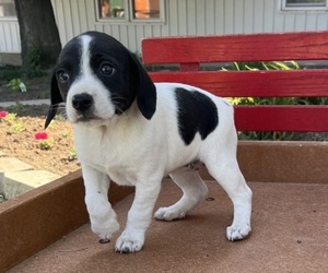 Medium Mutt Mix