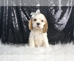 Small Photo #4 Cocker Spaniel Puppy For Sale in WARSAW, IN, USA
