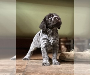 Wirehaired Pointing Griffon Puppy for sale in LEWISBERRY, PA, USA