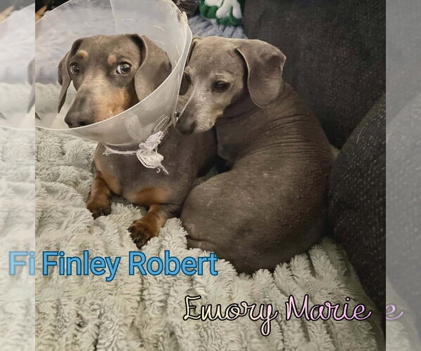 Medium Photo #8 Dachshund Puppy For Sale in San Antonio, TX, USA