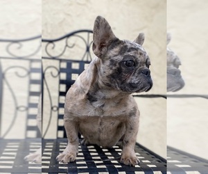 French Bulldog Puppy for sale in MORENO VALLEY, CA, USA