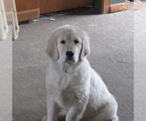 Medium English Cream Golden Retriever