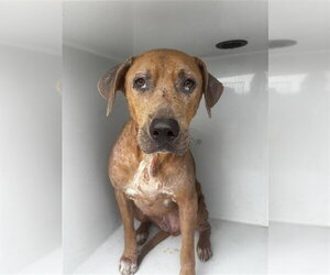 Rhodesian Ridgeback Dogs for adoption in Houston, TX, USA