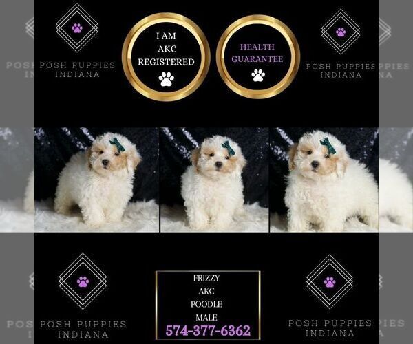 Medium Photo #6 Poodle (Miniature) Puppy For Sale in WARSAW, IN, USA