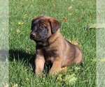 Small Photo #6 Belgian Malinois Puppy For Sale in FREDERICKSBRG, PA, USA