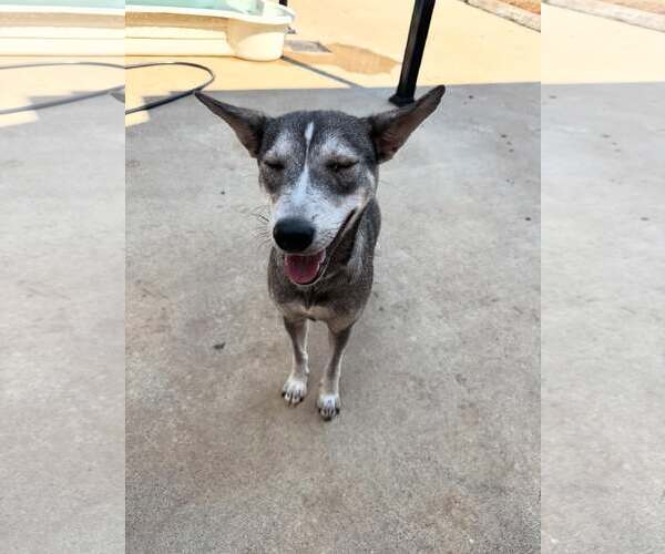 Medium Photo #4 Mutt Puppy For Sale in Houston, TX, USA