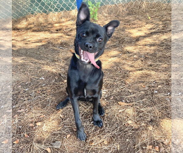 Medium Photo #11 Chug Puppy For Sale in San Diego, CA, USA