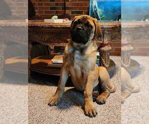 Mastiff Puppy for sale in LAKEVILLE, IN, USA