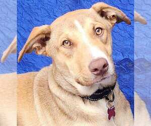 Greyhound-Labrador Retriever Mix Dogs for adoption in Cuba, NY, USA