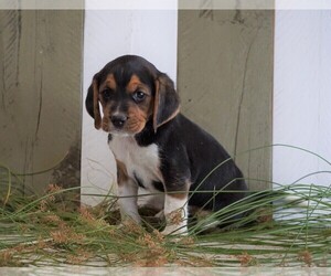 Beagle Puppy for sale in FREDERICKSBG, OH, USA