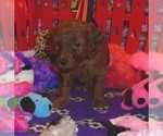 Small #1 Poodle (Standard)
