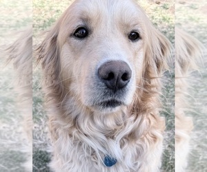 Mother of the Golden Retriever puppies born on 02/12/2026