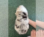 Small #23 Pembroke Welsh Corgi