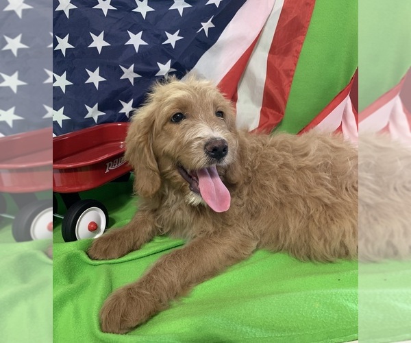Medium Photo #37 English Cream Golden Retriever-Poodle (Standard) Mix Puppy For Sale in DEARBORN, MO, USA