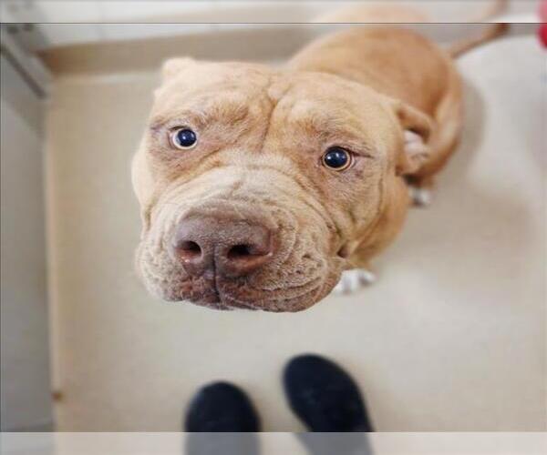 Medium Photo #1 Mastiff Puppy For Sale in Derwood, MD, USA