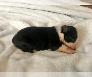 Australian Shepherd Puppy for sale in LODA, IL, USA